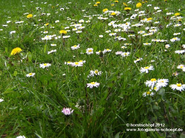 Gartenwiese