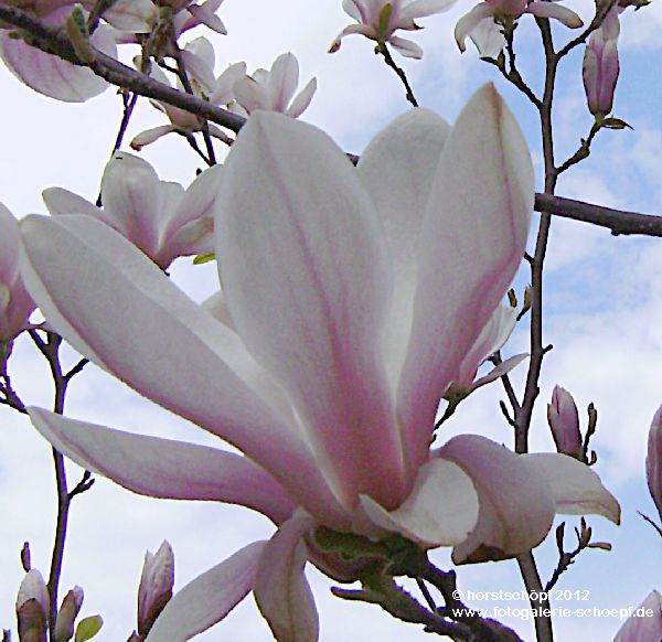 Magnolienbluete