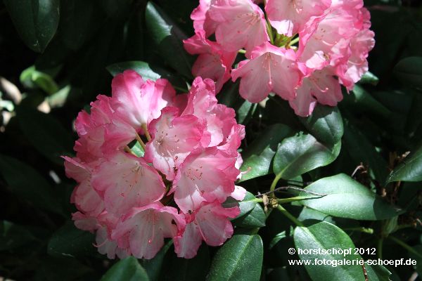 Rhododendron