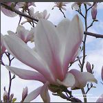 Magnolienbluete