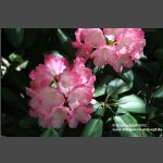 Rhododendron