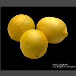 Zitronen-freigestellt